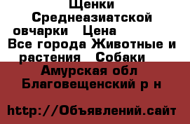 Щенки Среднеазиатской овчарки › Цена ­ 30 000 - Все города Животные и растения » Собаки   . Амурская обл.,Благовещенский р-н